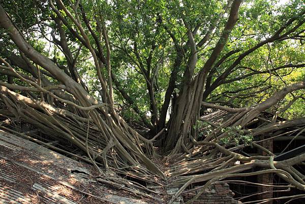 201104台南三日親子遊-四草+古蹟+天梯 Pic Pimg Tw Hsuehci314 1326727037 981437559 N Jpg