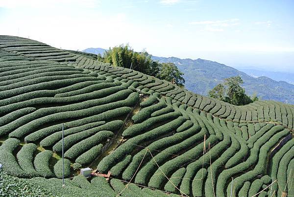 20120204南投輕旅行-民宿:天空的院子,杉林溪之旅 Pic Pimg Tw Hsuehci314 1328458860 2207770161 N Jpg