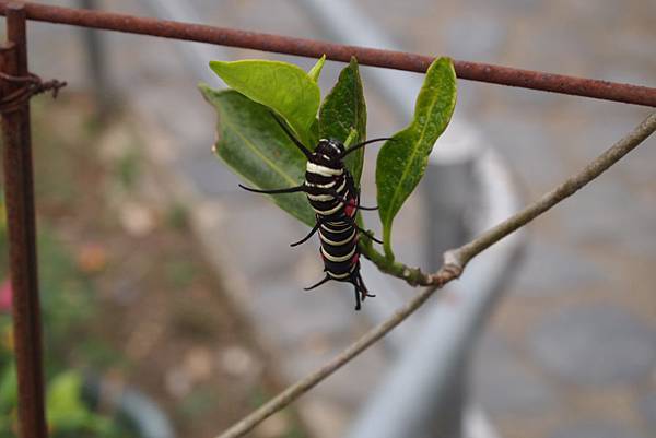 親子小旅行-桃米賞螢-牛耳木雕-木生博物館 Pic Pimg Tw Hsuehci314 1329146549 3997290223 N Jpg