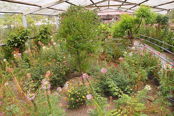 親子小旅行-桃米賞螢-牛耳木雕-木生博物館 Pic Pimg Tw Hsuehci314 1329146560 973542830 N Jpg