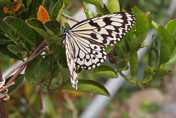 親子小旅行-桃米賞螢-牛耳木雕-木生博物館 Pic Pimg Tw Hsuehci314 1329146566 3294214592 N Jpg